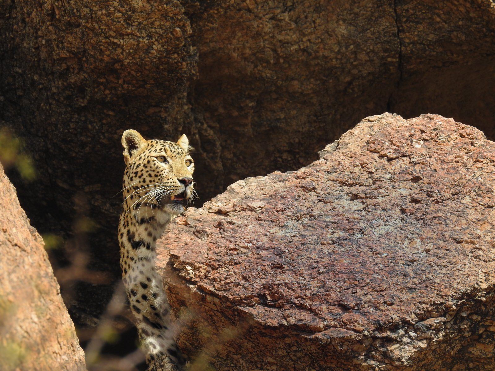 The Conservation Turn — Wildlife with Pushpendra