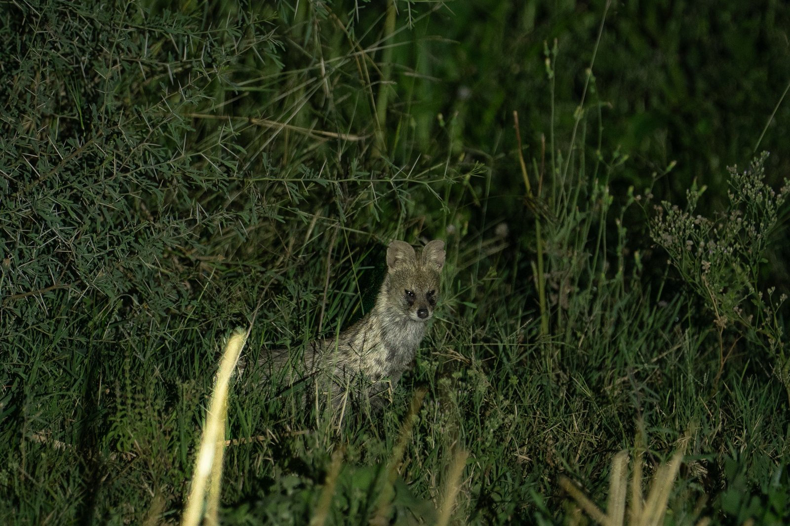 Master Field Naturalist — Wildlife with Pushpendra