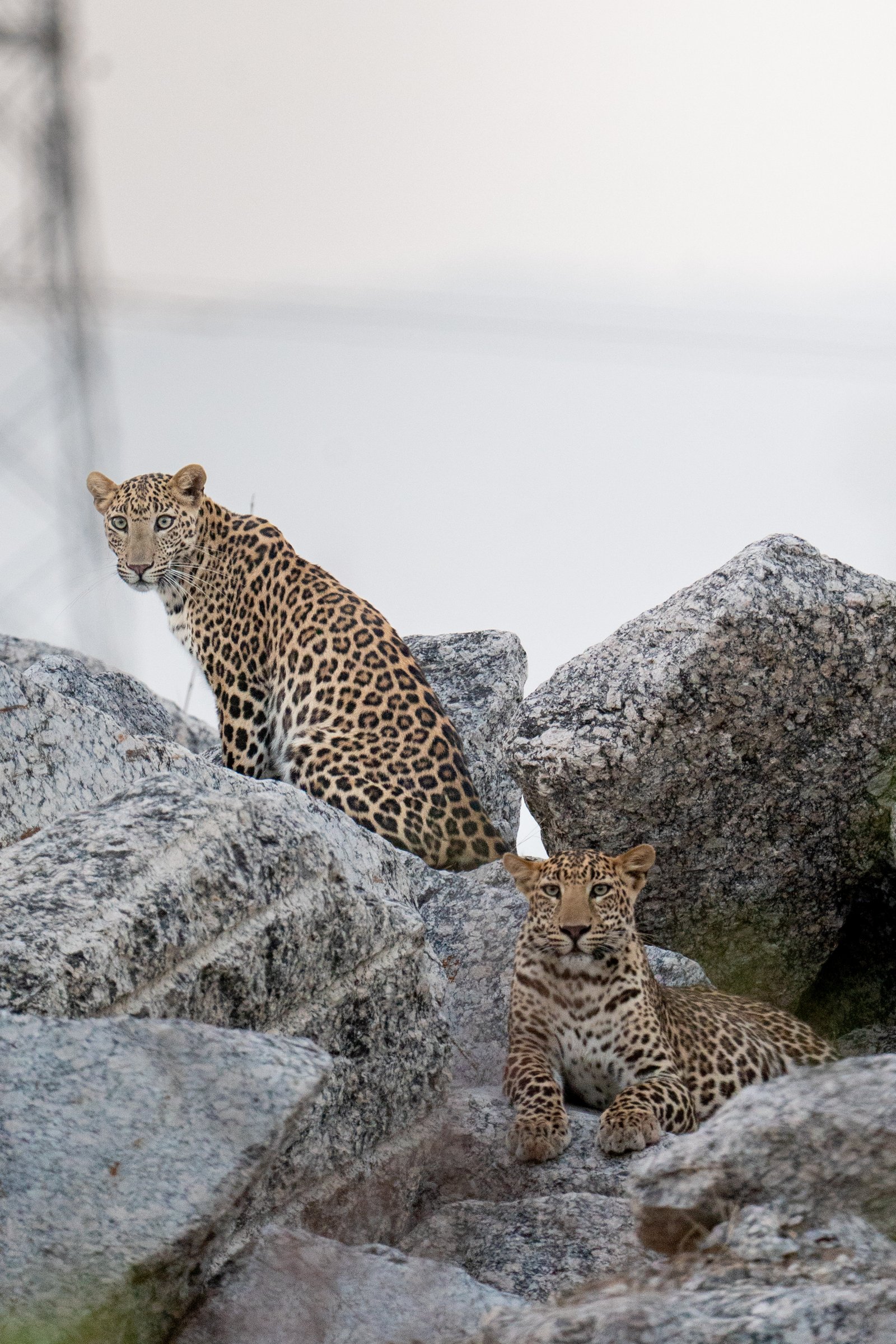 Leopard on granite ledge near local settlements in Jawai
