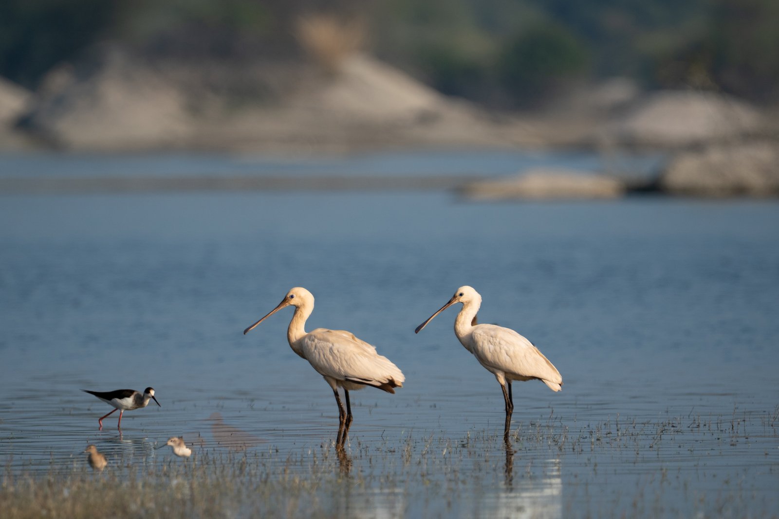 The Crossing — Fine Art Print by Pushpendra Singh Ranawat