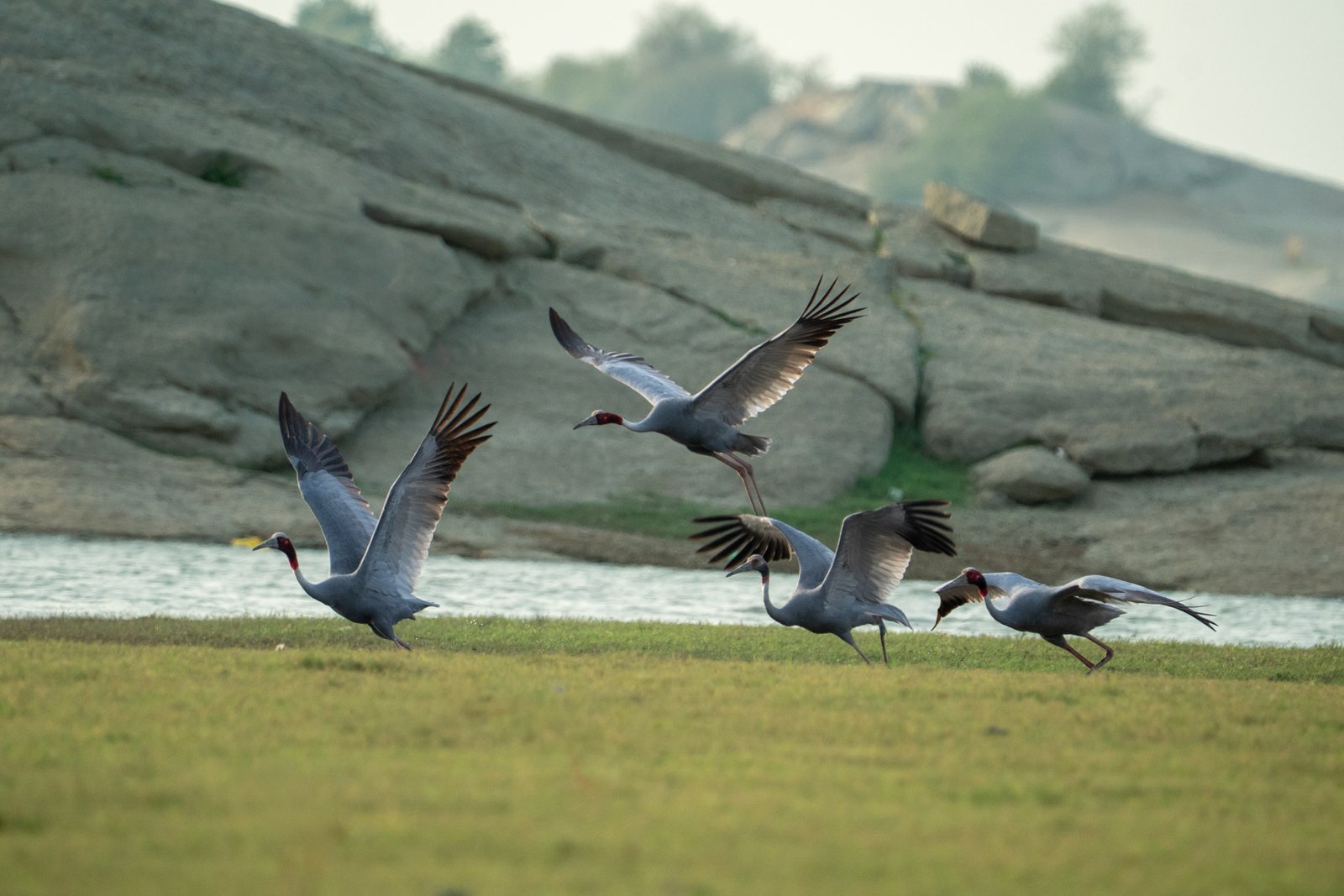Intimate plumage details captured at close non-invasive distance
