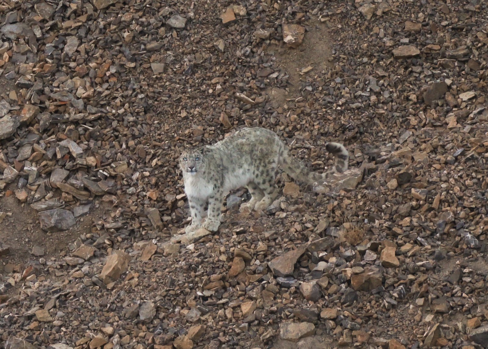 The elusive ghost cat navigating high altitude Himalayan ridges
