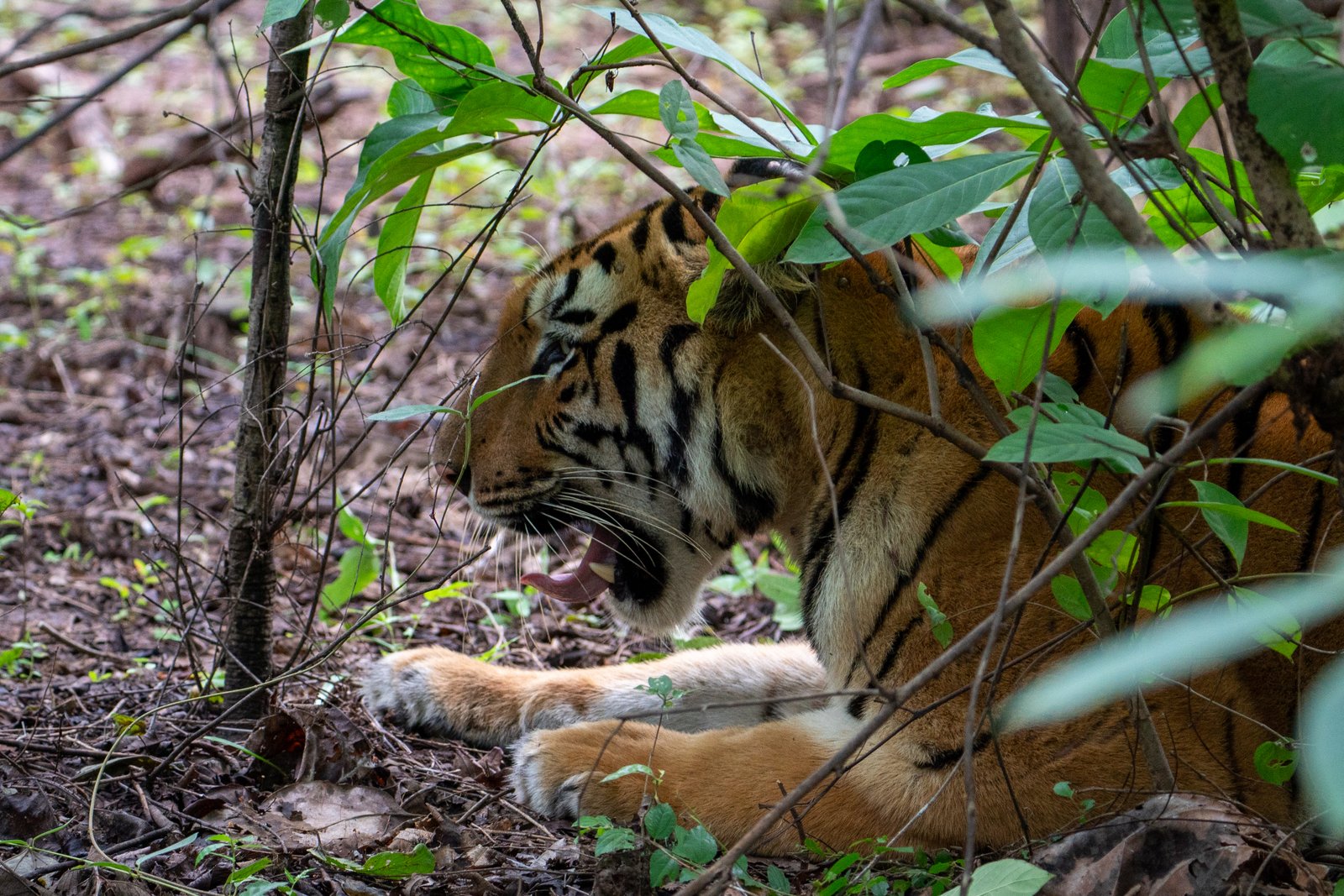 Tigress resting beside a waterhole in late afternoon heat