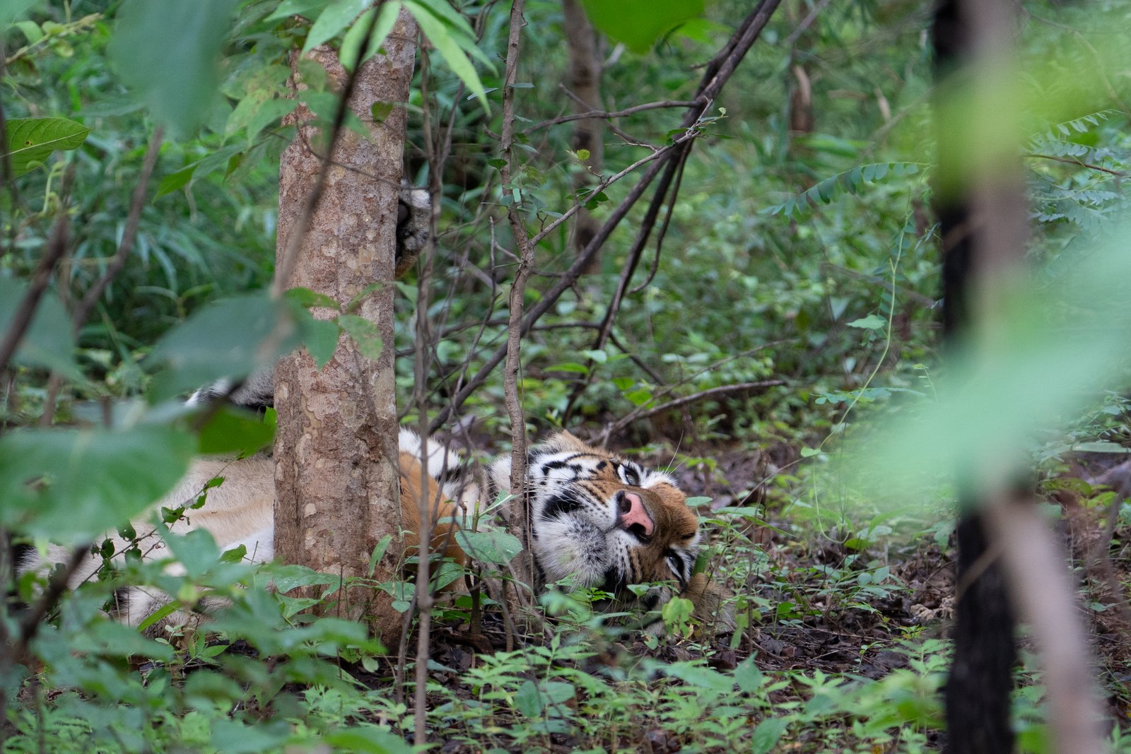 Intimate portrait showing sensory whiskers and facial markings