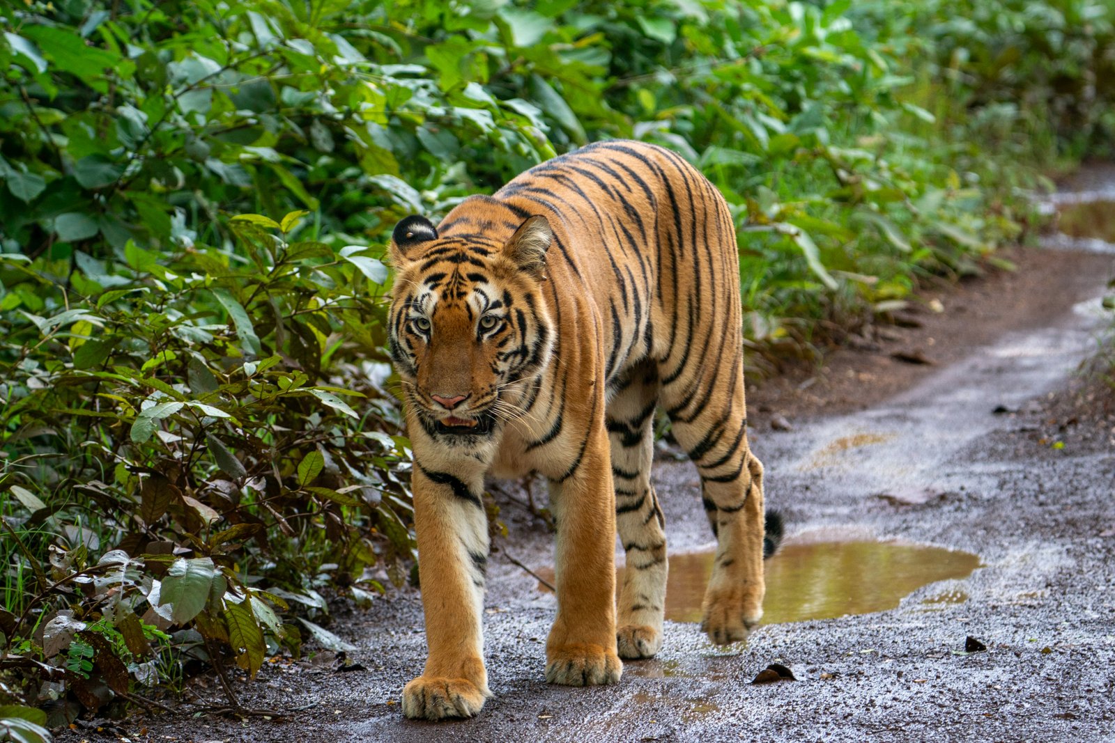 Tadoba Tiger Expedition — Royal Bengal Tiger in Tadoba tiger country